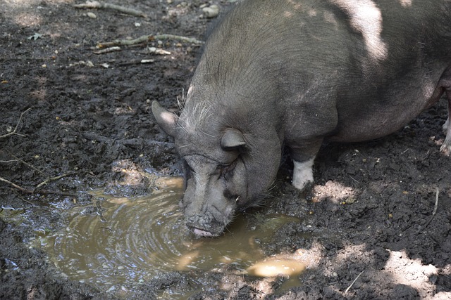而霍尔盖特 而霍尔盖特