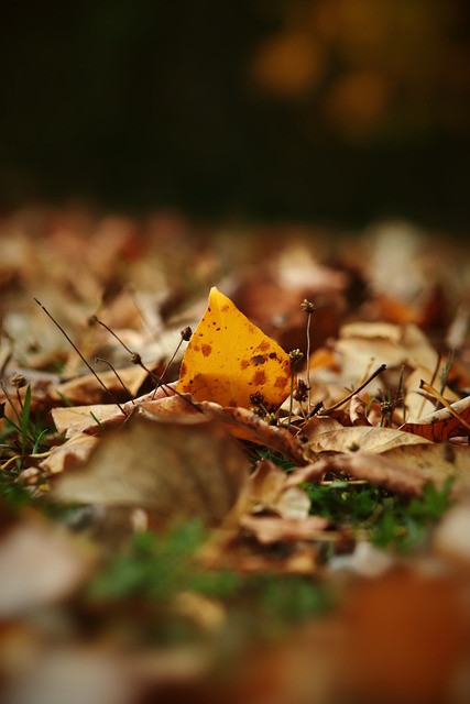 外地为球迷 外地为球迷